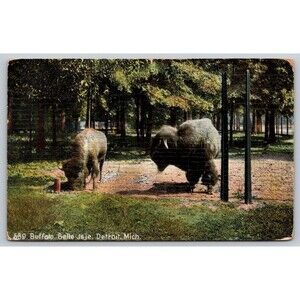 Postcard Michigan Belle Isle Buffalo c1910s Unposted Bison